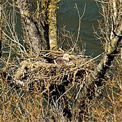 Seeadler © Nesweda