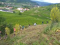 [Translate to English:] SchülerInnen helfen bei Pflegeeinsatz in Dürnstein © BRG Krems