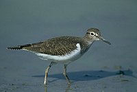 Der Flussuferläufer zählt zu den stark gefährdeten Vogelarten ©BirdLife/P.Buchner