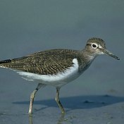 Der Flussuferläufer zählt zu den stark gefährdeten Vogelarten ©BirdLife/P.Buchner